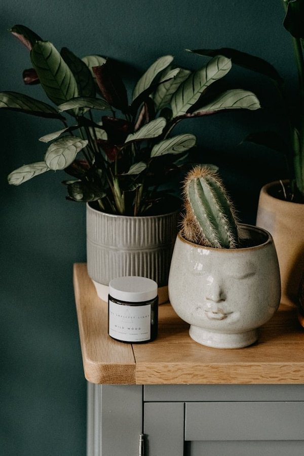 Quels sont les secrets pour maintenir des plantes d'appartement florissantes en automne et en hiver?